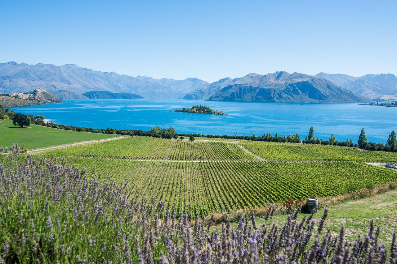 Quintessential Wanaka Wine Tour - Photo 1 of 5
